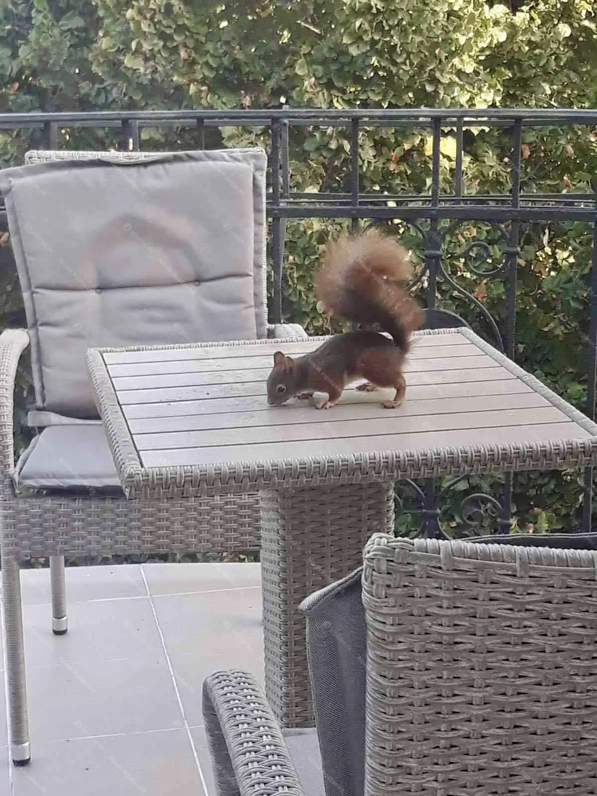 Kiadó albérlet 180000 Ft/hó áron: Budapest, II. kerület  Heinrich István utca. Mérete: 25 nm, 1 szobás | Alberlet.hu - 6698681