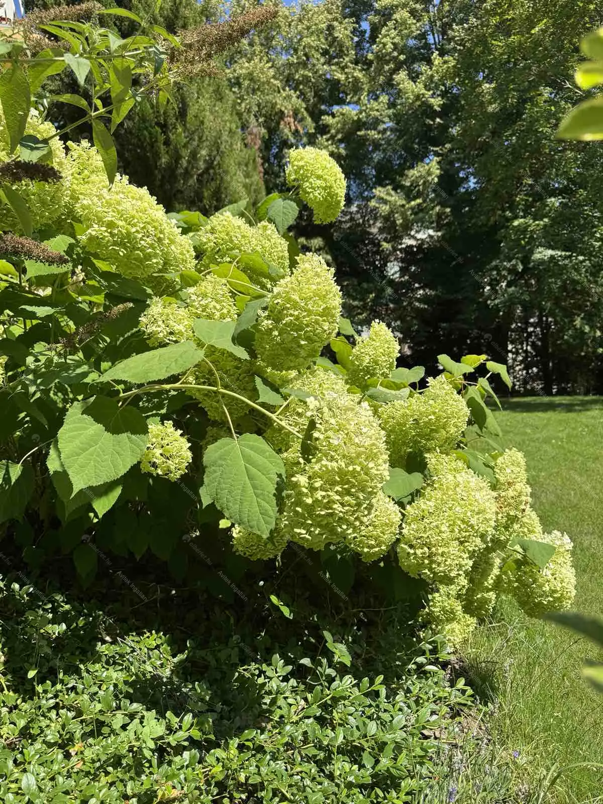 Kiadó albérlet 590000 Ft/hó áron: Budapest, II. kerület  Nagybányai út. Mérete: 110 nm, 4 szobás | Alberlet.hu - 6686462