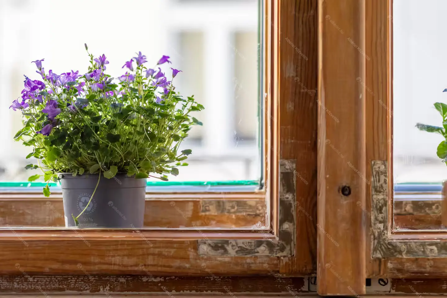 Kiadó albérlet 330000 Ft/hó áron: Budapest, VI. kerület  Szinyei Merse utca. Mérete: 47 nm, 2 szobás | Alberlet.hu - 6659979