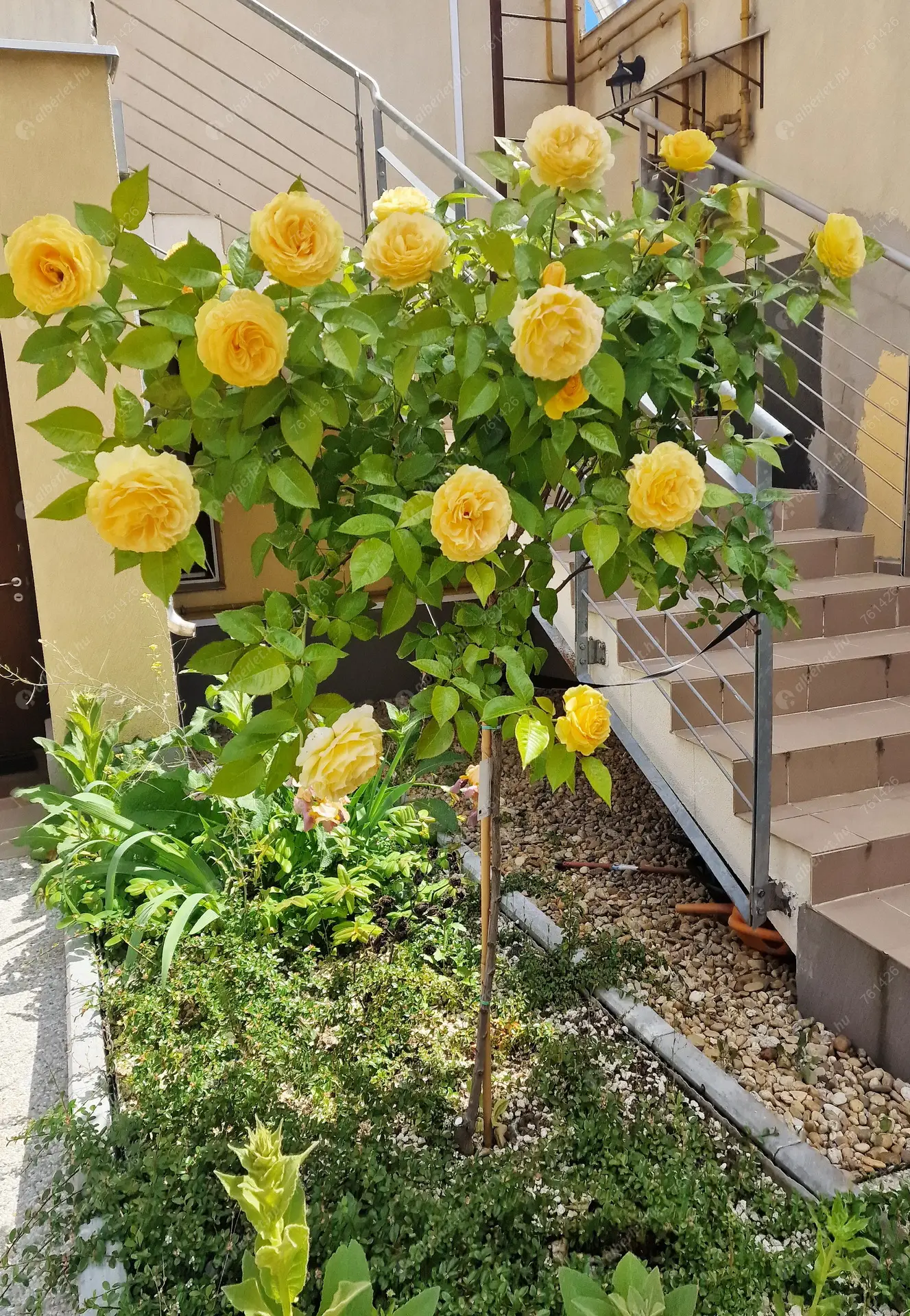 Kiadó albérlet 345000 Ft/hó áron: Budapest, VI. kerület  Szondi utca. Mérete: 86 nm, 1 szobás | Alberlet.hu - 6464376