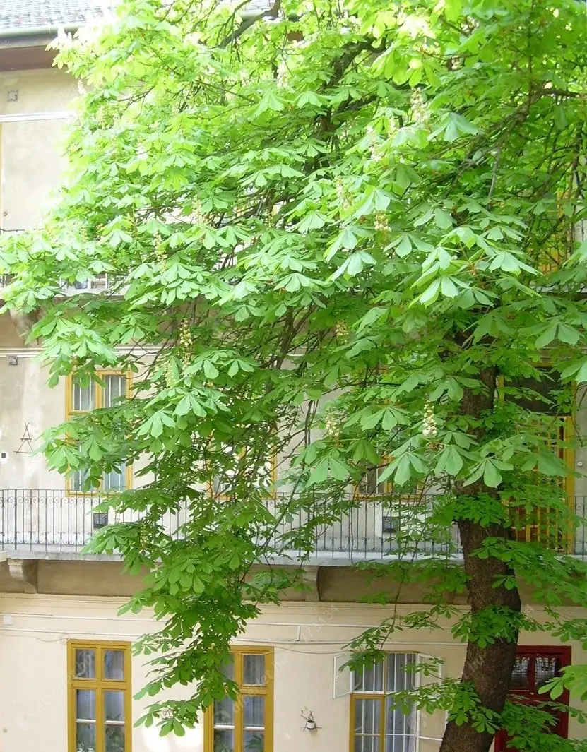 Kiadó albérlet 228000 Ft/hó áron: Budapest, VIII. kerület  II. János Pál pápa tér. Mérete: 45 nm, 1 szobás | Alberlet.hu - 6626287