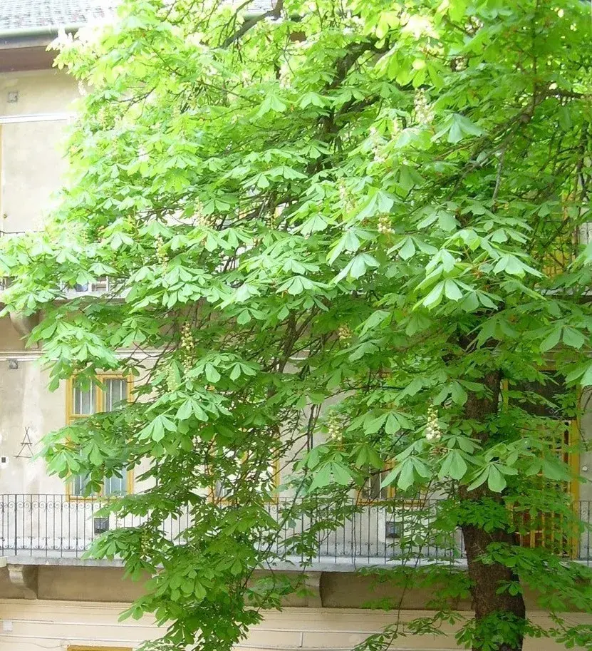 Kiadó albérlet 228000 Ft/hó áron: Budapest, VIII. kerület  II. János Pál pápa tér. Mérete: 45 nm, 1 szobás | Alberlet.hu - 6665950