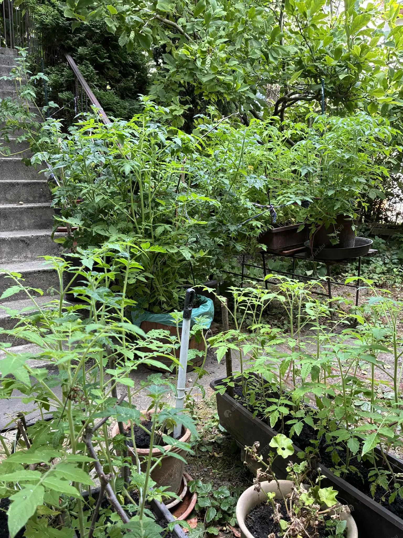 Kiadó albérlet 190000 Ft/hó áron: Budapest, XI. kerület  Takács Menyhért utca. Mérete: 50 nm, 1 szobás | Alberlet.hu - 6619505