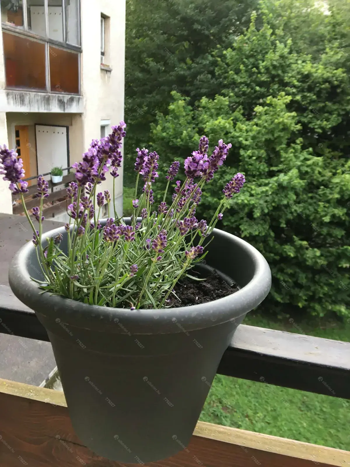 Kiadó albérlet 290000 Ft/hó áron: Budapest, XII. kerület  Szilassy út. Mérete: 47 nm, 2 szobás | Alberlet.hu - 6668815