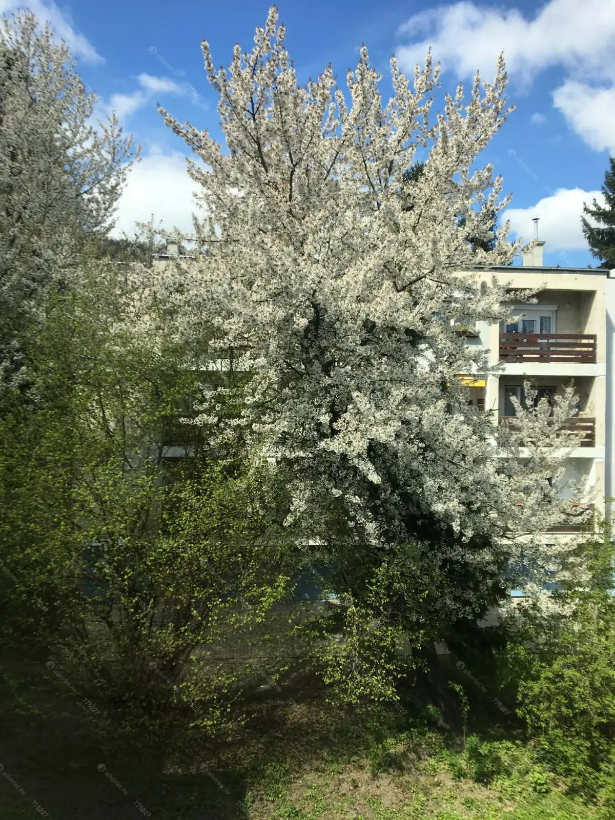 Kiadó albérlet 290000 Ft/hó áron: Budapest, XII. kerület  Szilassy út. Mérete: 47 nm, 2 szobás | Alberlet.hu - 6668821