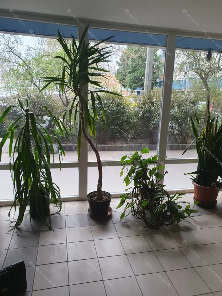 Kiadó albérlet 260000 Ft/hó áron: Budapest, XIII. kerület  Népfürdő utca. Mérete: 36 nm, 1 szobás | Alberlet.hu - 6683664